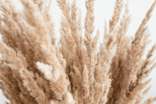 Natural dried Pampas grass