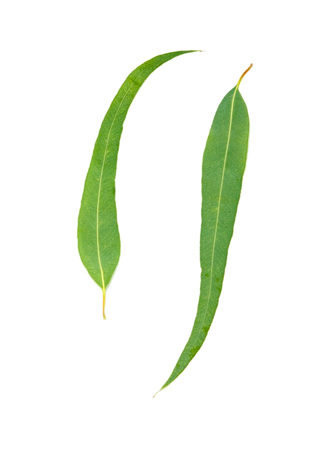 ​Eucalyptus, 3oz (85gr)