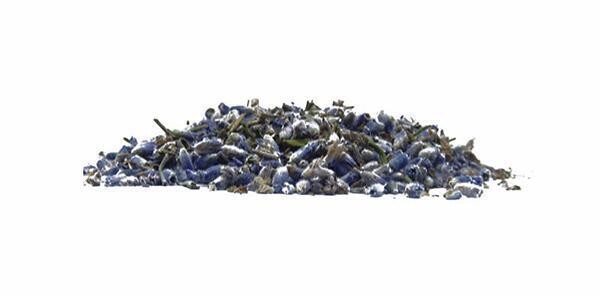 Lavender With Wonderful Aroma, 85gr(3oz)