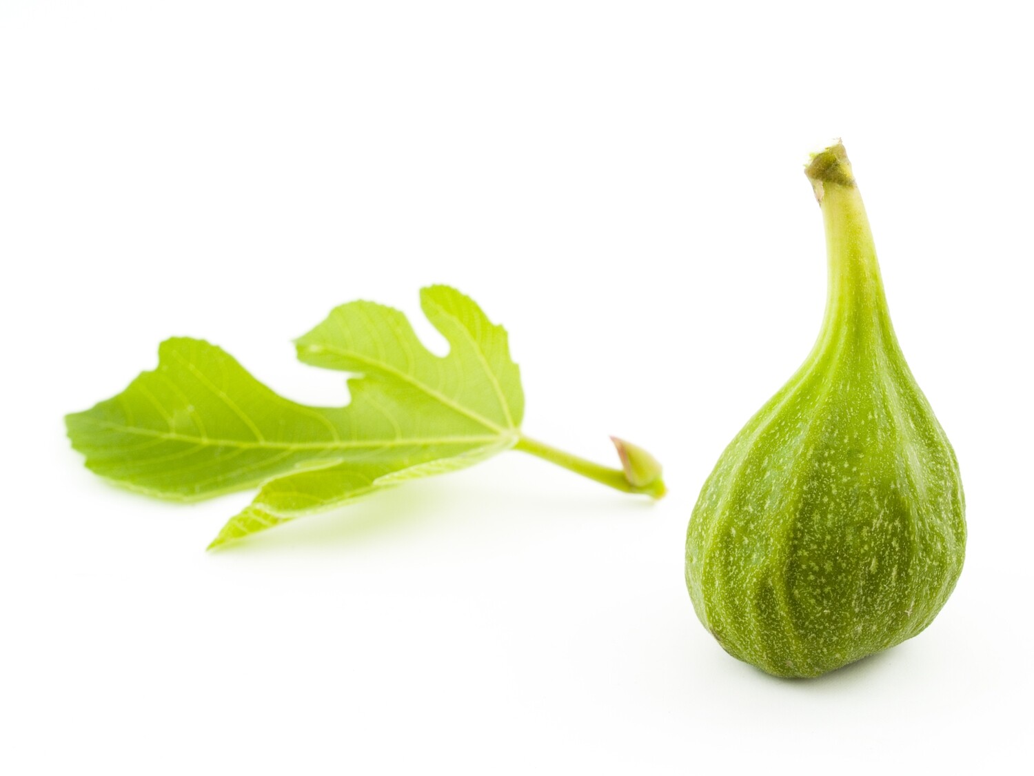 Fig Leaf Tea | ORGANIC | Ficus Carica Folia , 85gr(3oz)