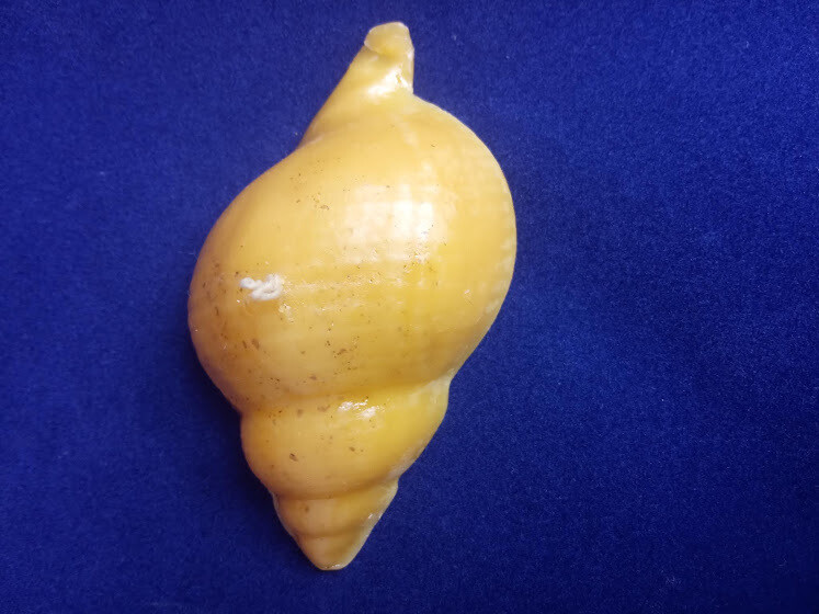Pure beeswax handmade sea shell candle