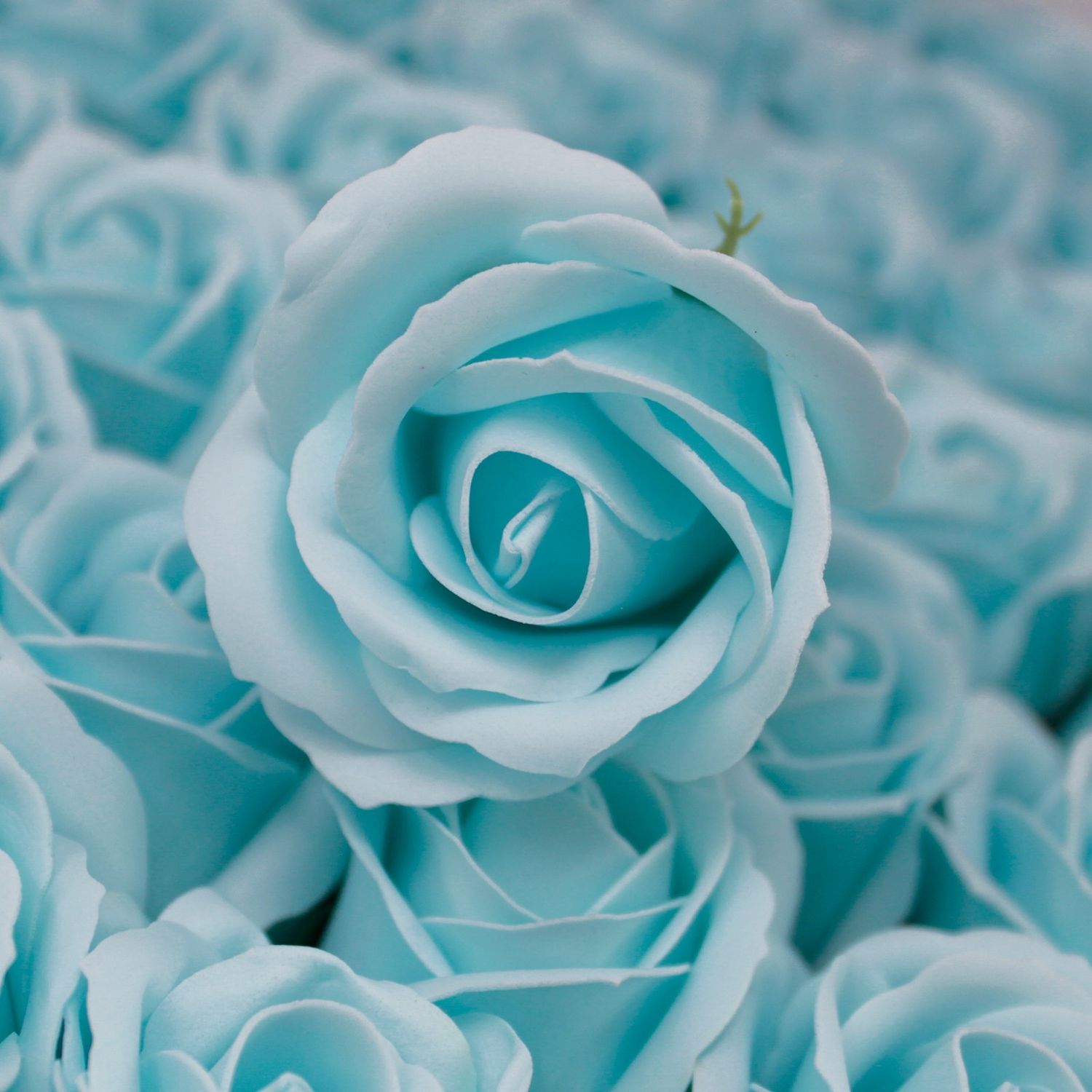 Zahvalnice SOAP ROSE već od 1,70 Eur