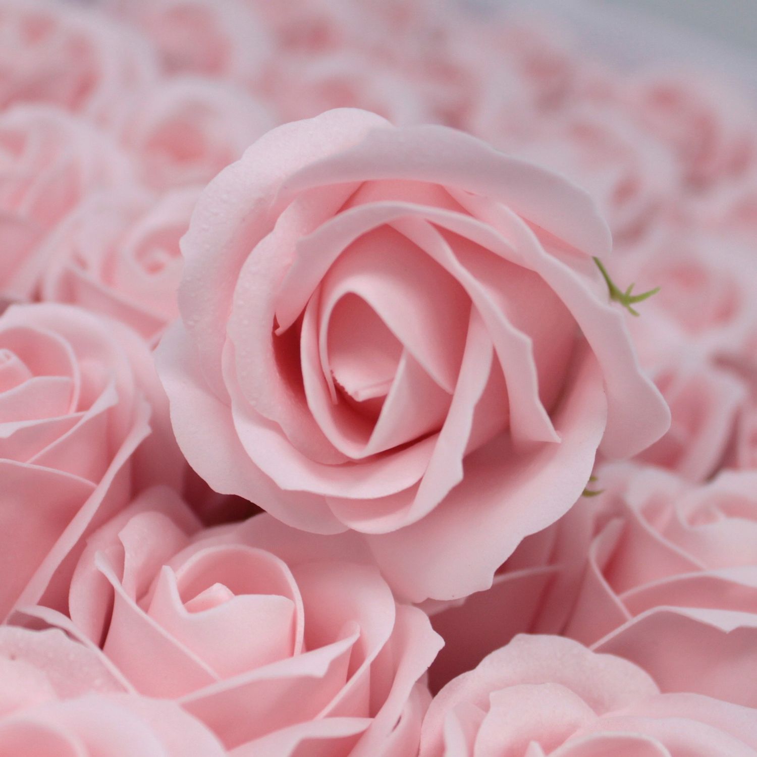 Zahvalnice SOAP ROSE već od 1,70 Eur