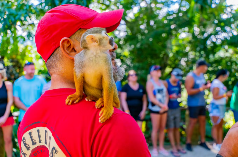 Monkey Home Adventure