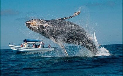  Whale Watching Tour & Bacardi Island for Samana Cruise Ship Travelers