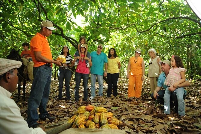 Cacao Plantation and Chocolate Tasting