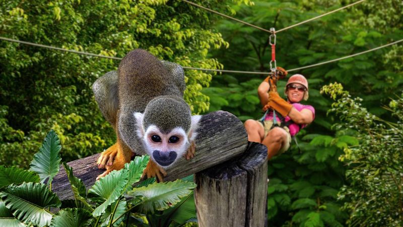 Monkey Jungle and Zipline Adventure