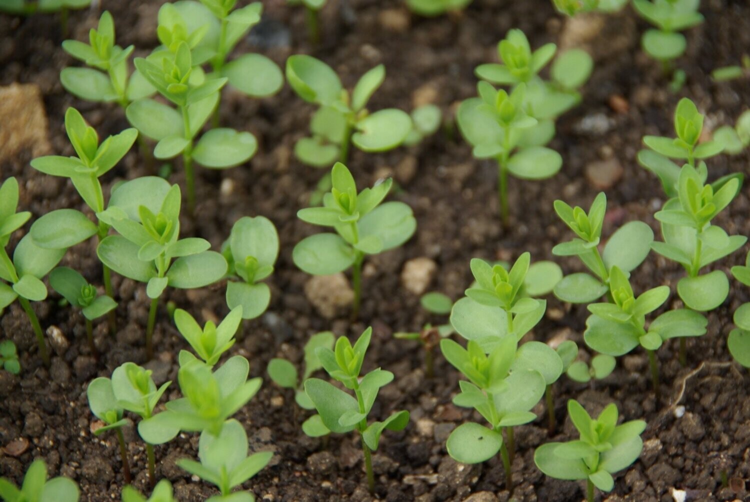 FLAX SEED FOR GROWING 10SQM