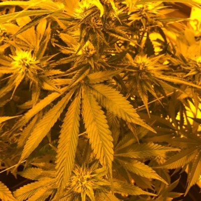 Indicas
