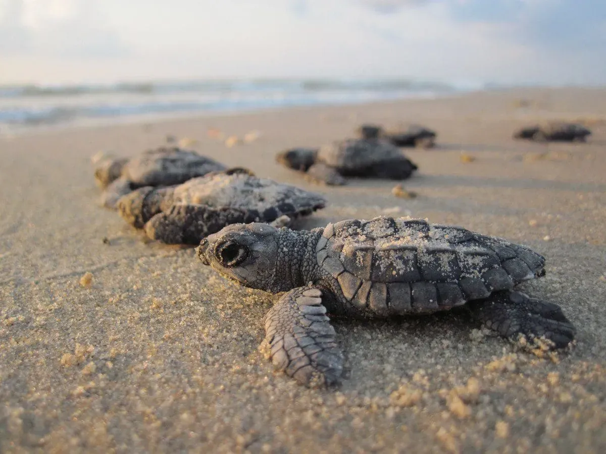 Liberación de tortugas