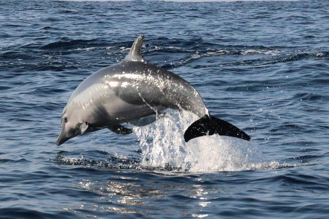 Amanecer con Delfines