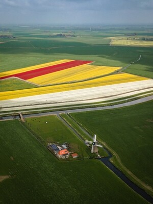 De Pankoekstermolen (Witmarsum) met tulpen