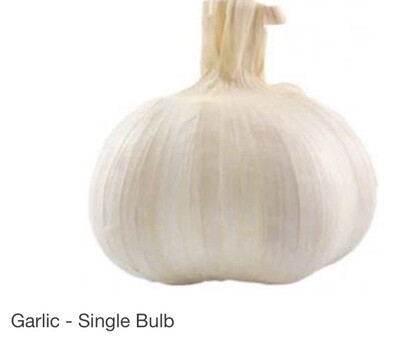 Single Large Garlic Bulb X Large Class 1 00049