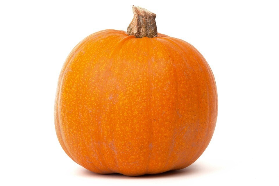 Pumpkin- Medium