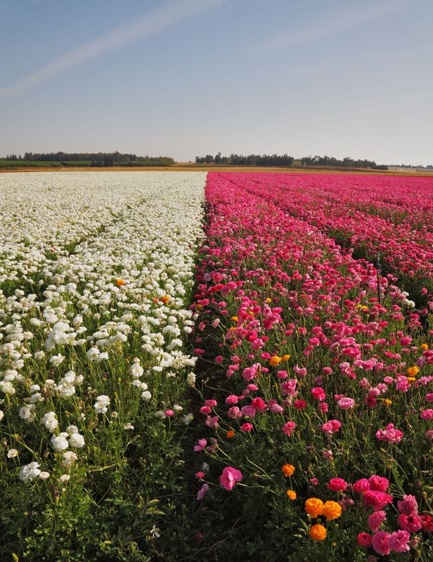 Progressive Muskelentspannung – 6 Wochen für körperliche und mentale Entspannung Progressive Muskelentspannung – 6 Wochen für körperliche und mentale Entspannung