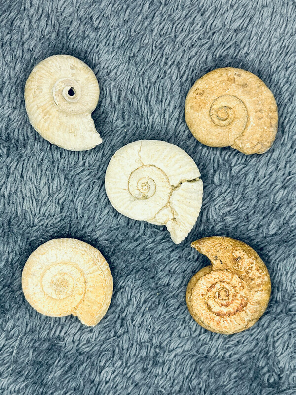 Ammoniet 25 - 30 mm