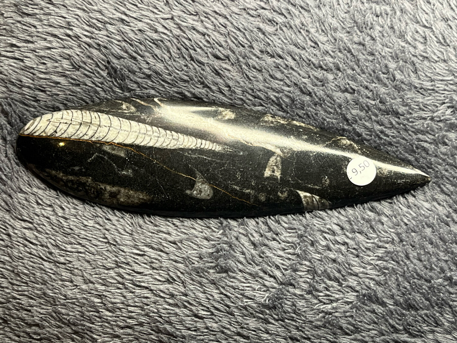 Orthoceras
