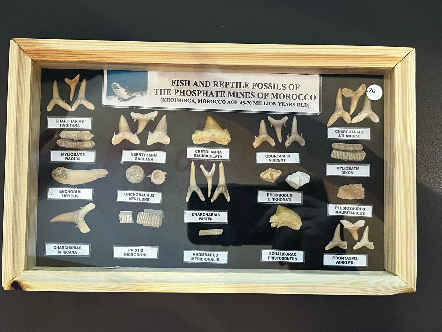 Lijst met vis en reptiel fossielen uit Marrokko, Khouribga