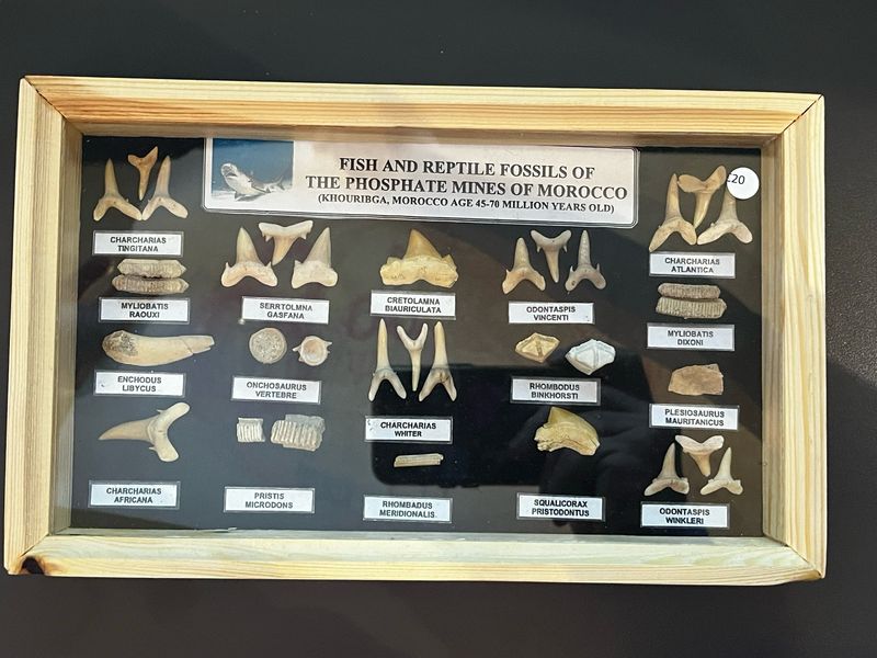 Lijst met vis en reptiel fossielen uit Marrokko, Khouribga