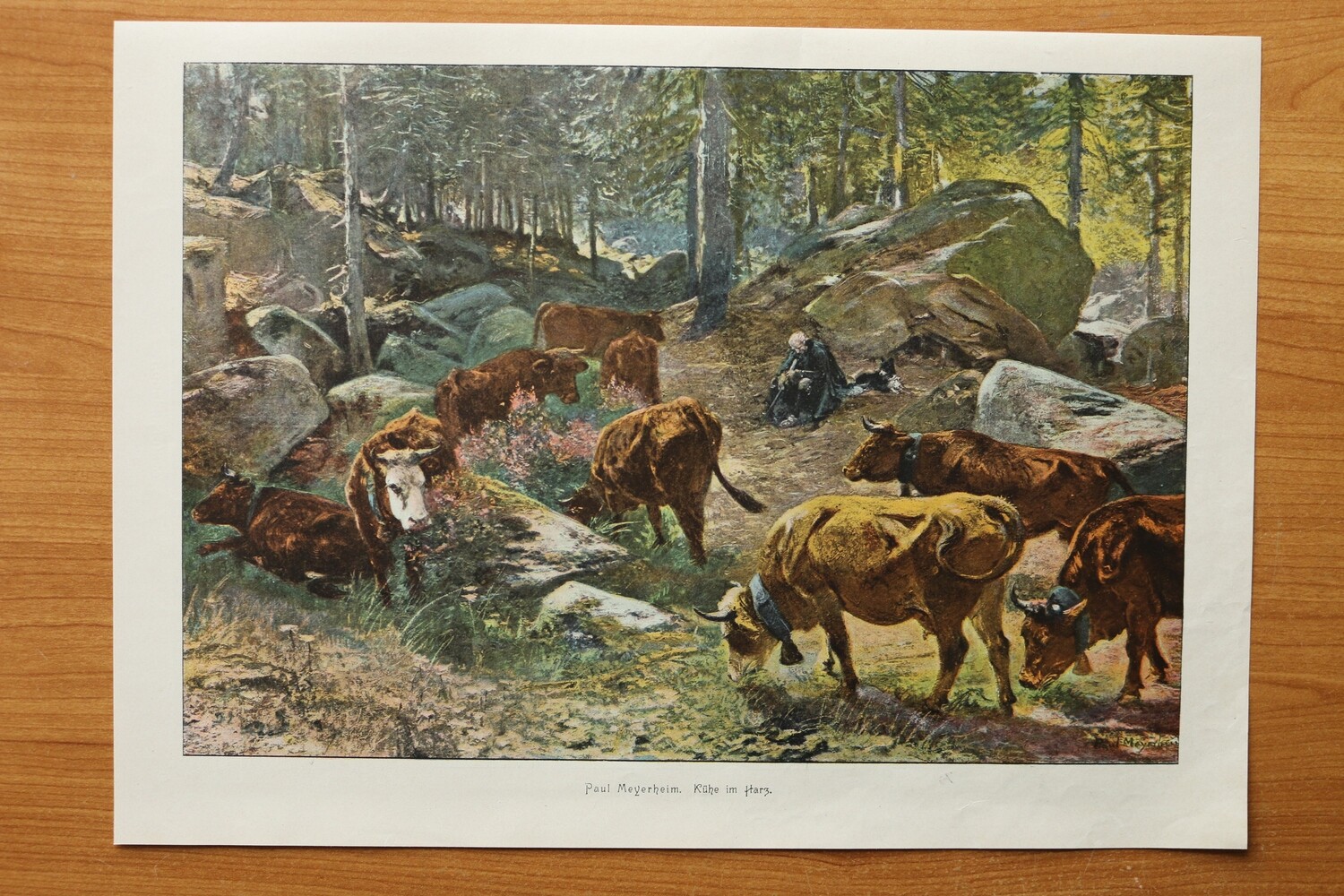 Kunst Druck nach Paul Meyerheim 1890-1910 Kühe im Harz Wald Landschaft 37,5 x 27 cm