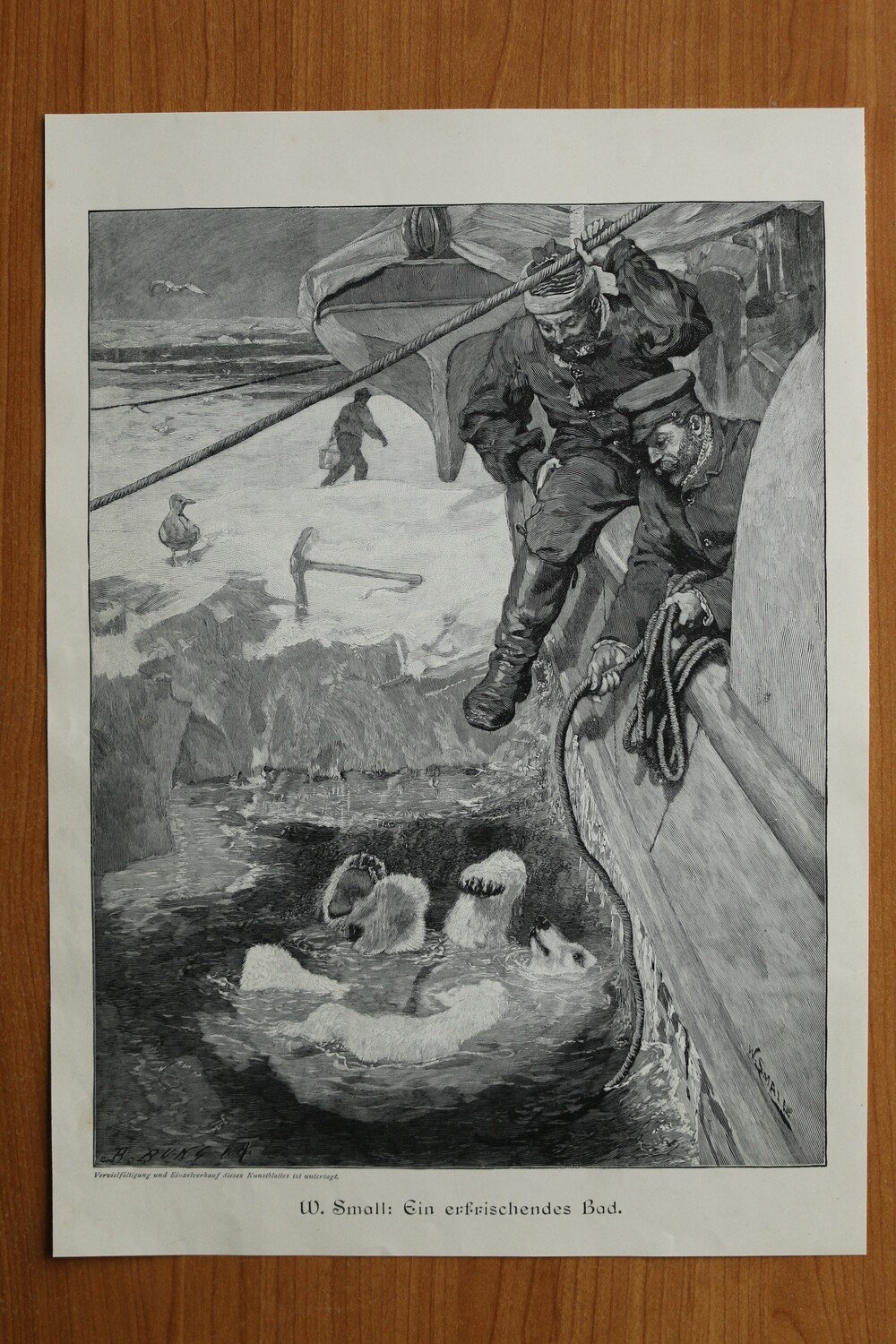 Holzstich nach W Small 1890-1910 Ein erfrischendes Bad Eisbär Eis 25,5 x 36 cm