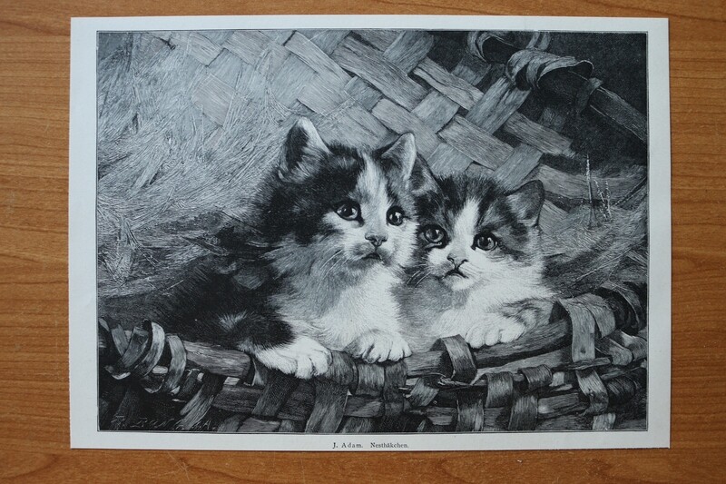 Holzstich nach J Adam 1890-1910 Nesthäkchen Katzen Kätzchen Korb 25 x 18 cm Holzstich nach J Adam 1890-1910 Nesthäkchen Katzen Kätzchen Korb 25 x 18 cm