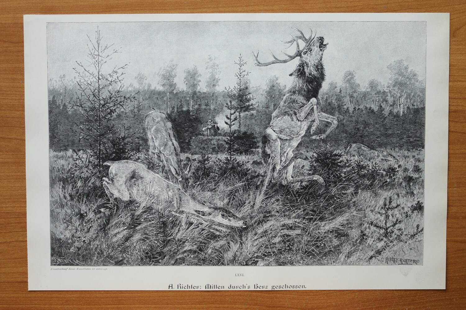 Holzstich nach Albert Richter 1890-1910 Mitten durch Herz geschossen Jagd Hirsch Rehe Wald 39 x 25,5 cm