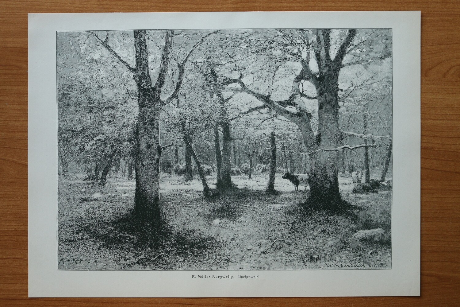 Holzstich nach K Müller Kurzwelly 1890-1910 Buchenwald Landschaft Kühe Bäume 37,5 x 27 cm