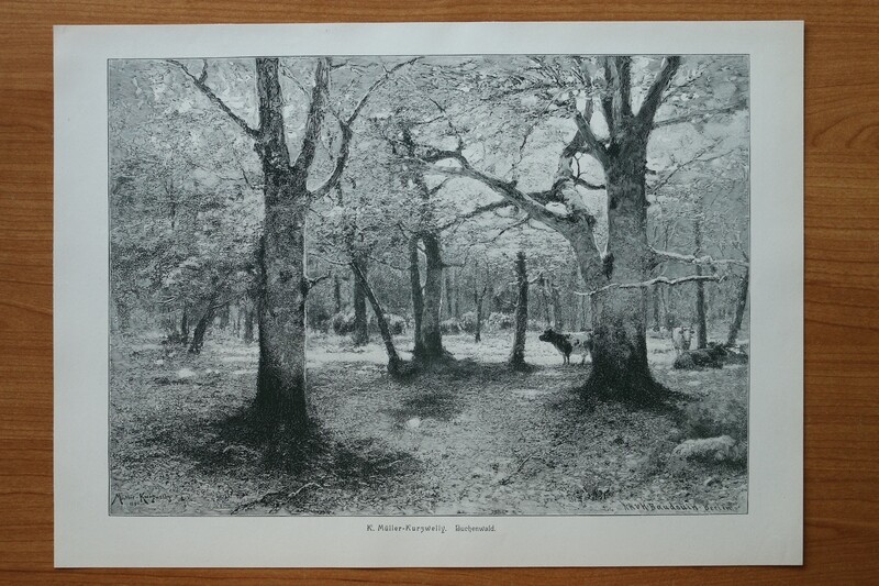 Holzstich nach K Müller Kurzwelly 1890-1910 Buchenwald Landschaft Kühe Bäume 37,5 x 27 cm