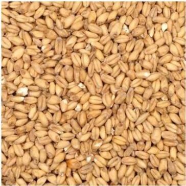 White Wheat