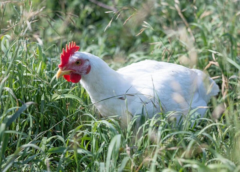 Cornish Cross Broiler Chicks