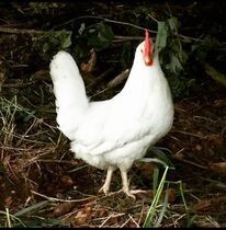 Dahline White Layer Chicks