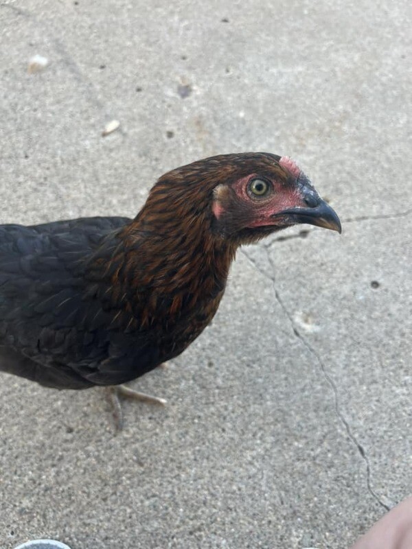 Black Sexlink Chicks