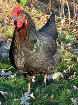 Black Sexlink Chicks