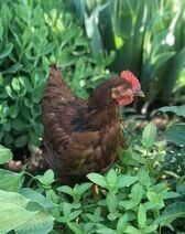 Rhode Island Red Chicks