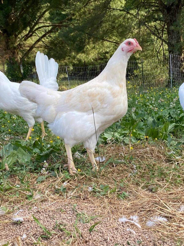 Amber Sexlink Chicks
