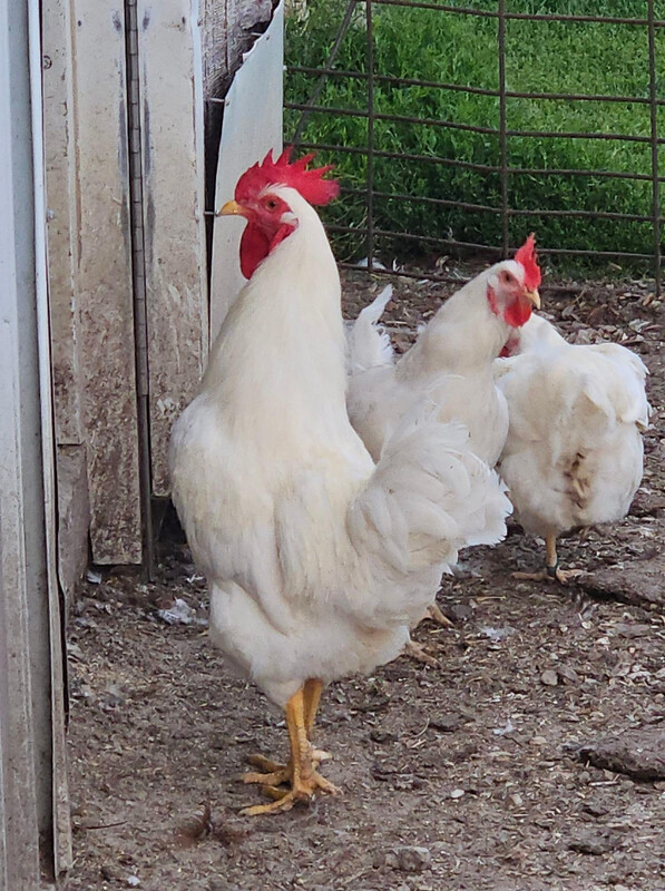 Bargain Rooster Chicks