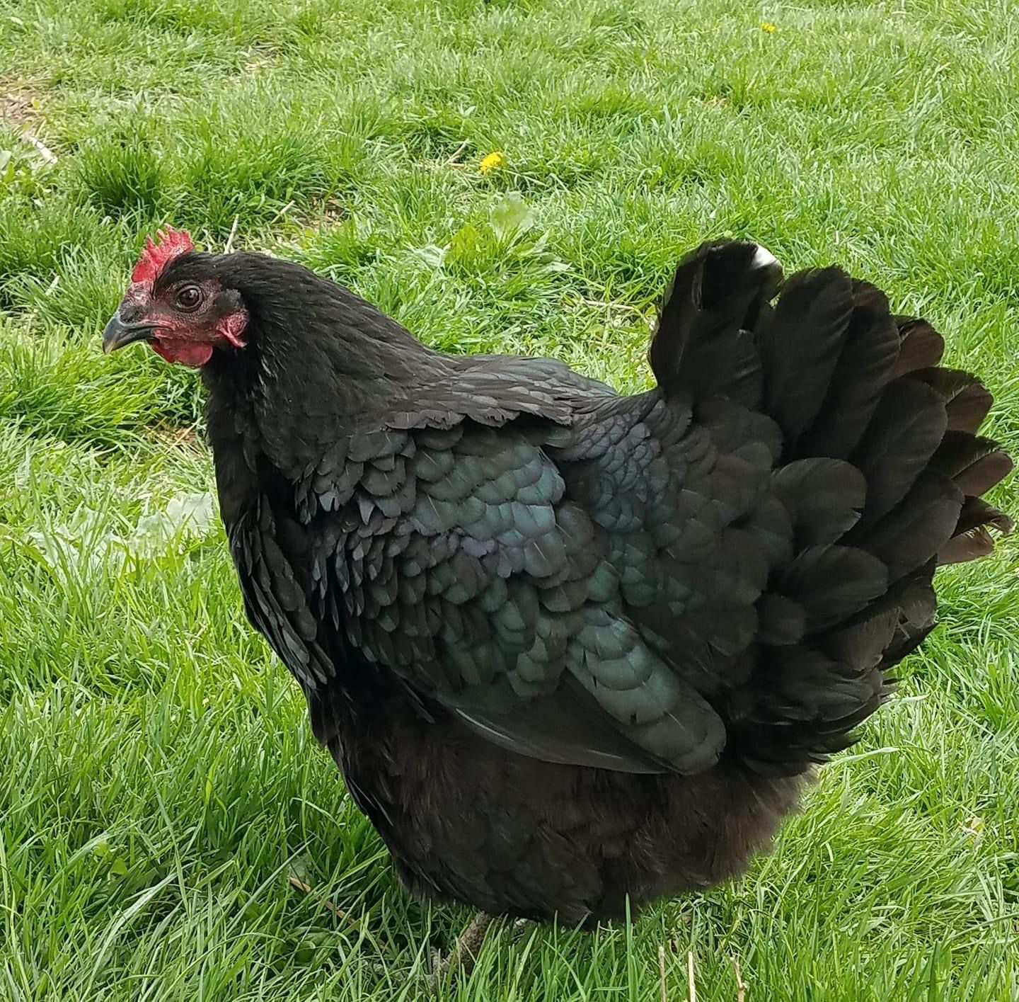 Black Australorp Chicks