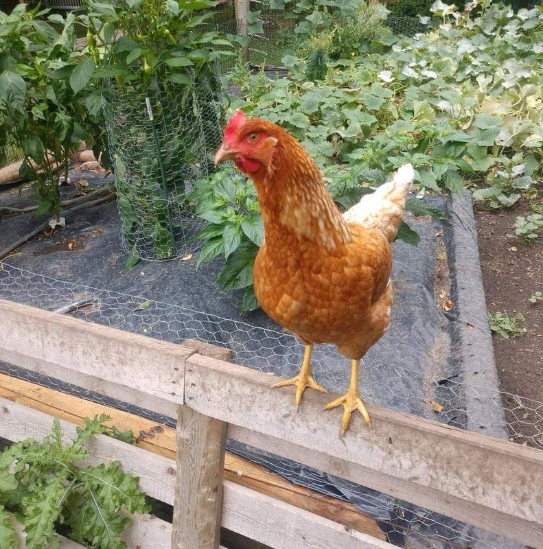 Red Sexlink Chicks