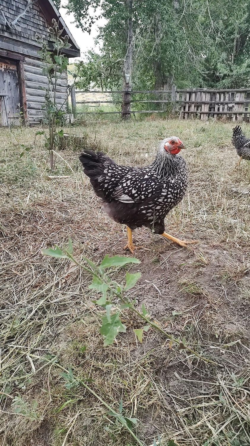 Silver Laced Wyandotte Chicks