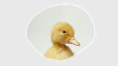 Ducks