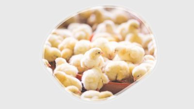Broiler Chicks