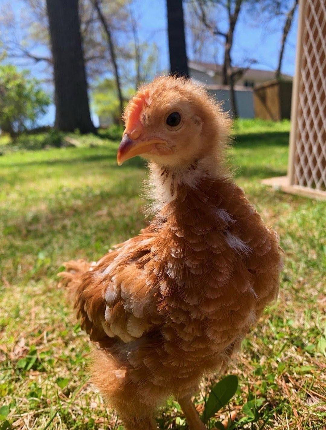 Rhode Island Red Chicks, Sex: Female, Hatch Date: March 24, 2026