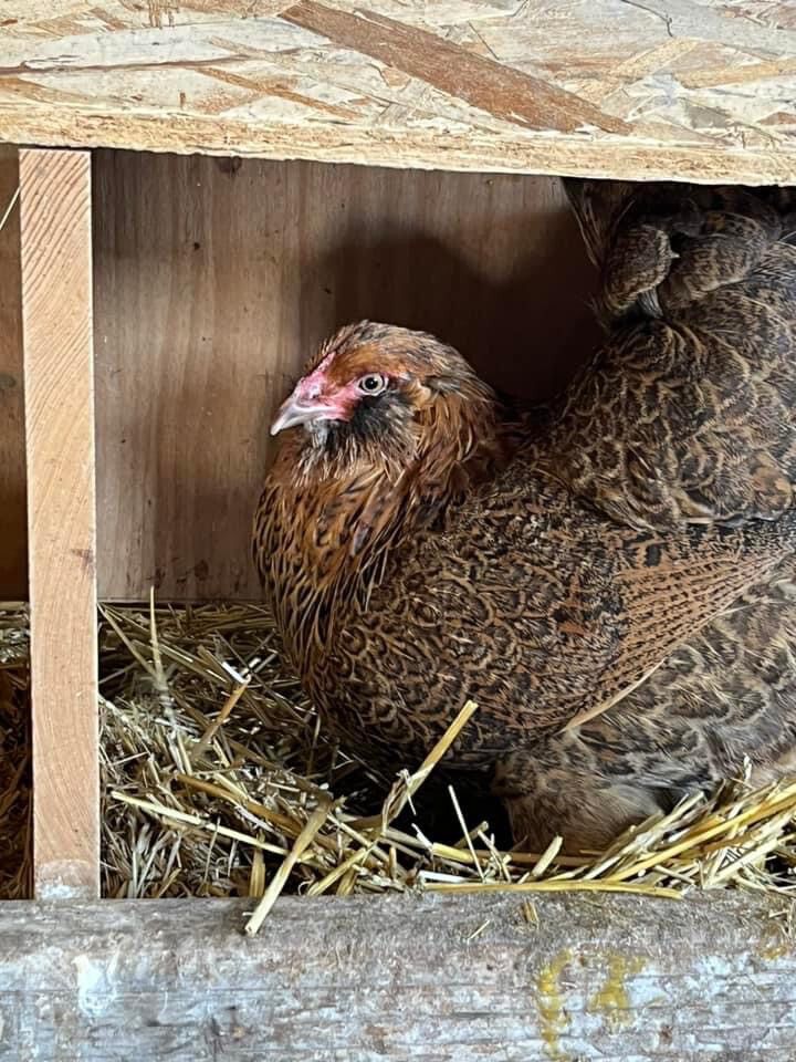 Easter Egger Chicks, Hatch Date: March 24, 2026, Sex: Female