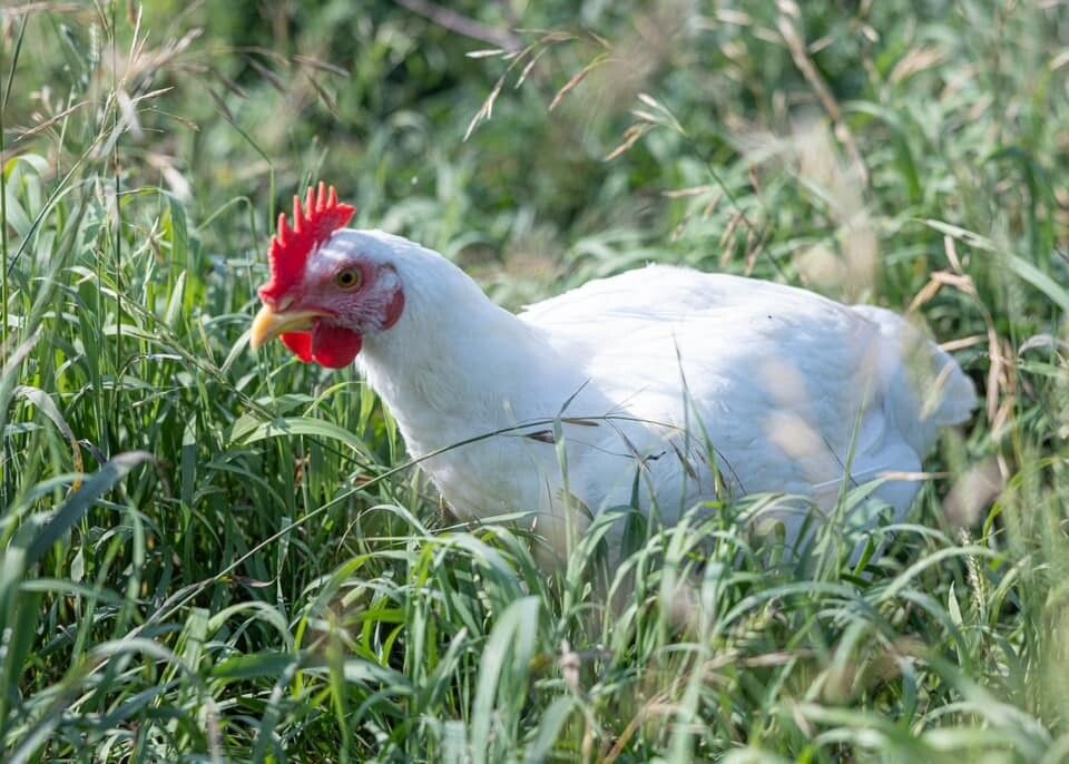 Cornish Cross Broiler Chicks, Hatch Date: March 24, 2026, Sex: Not-sexed