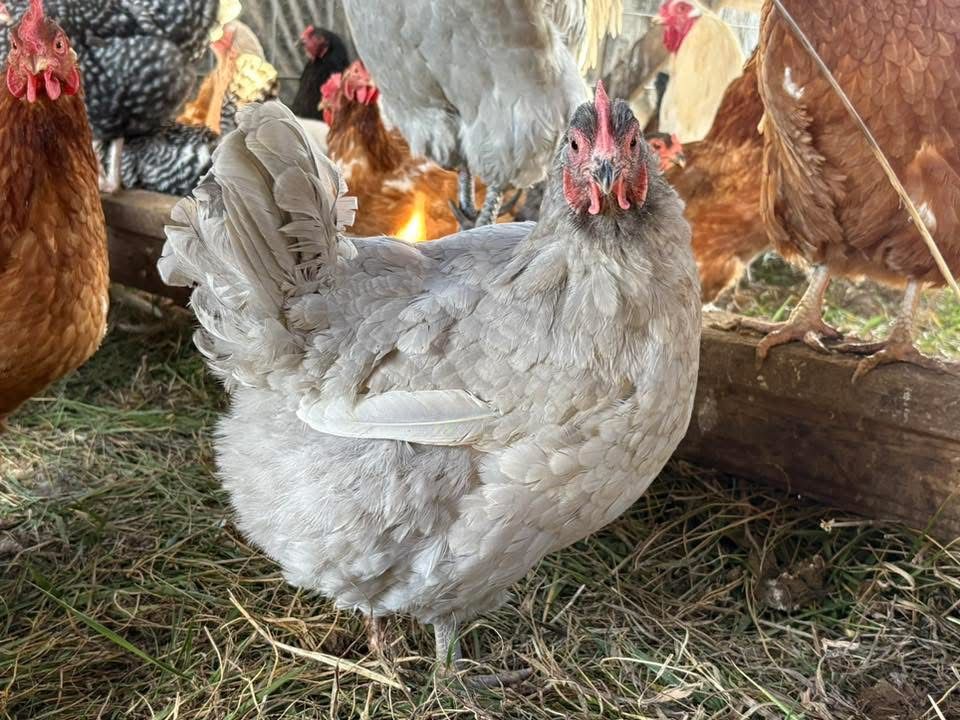 Lavender Orpington Chicks