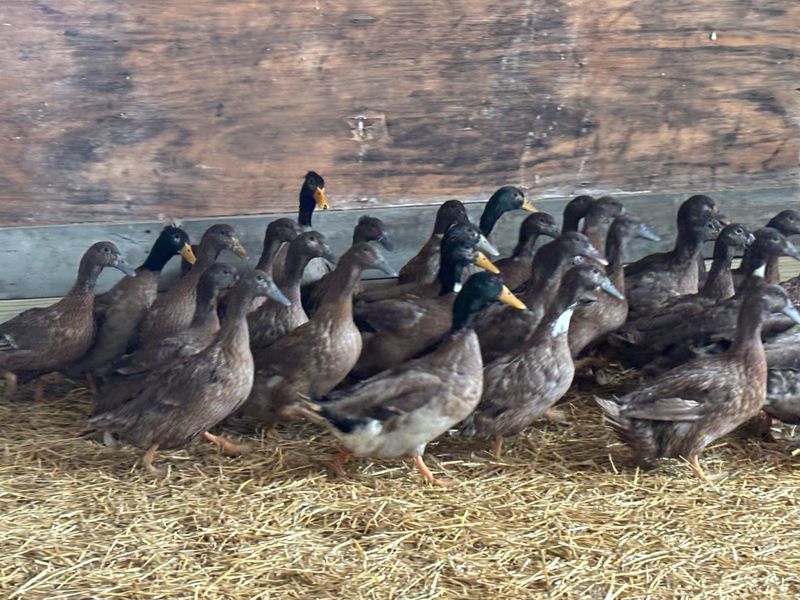 Khaki Campbell Ducklings