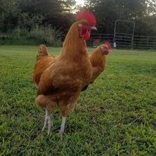 Buff Orpington Chicks