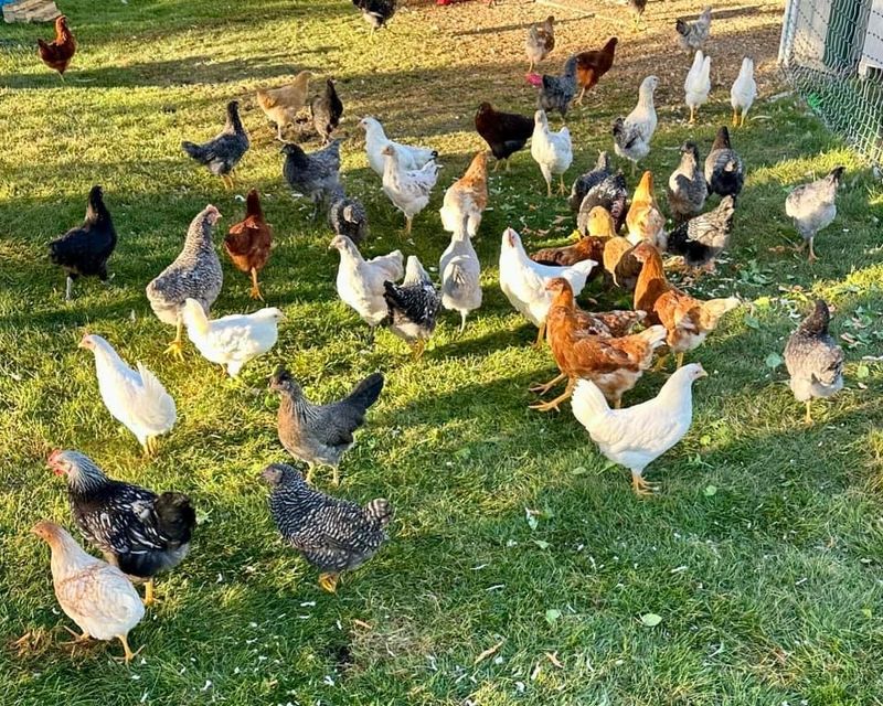 Hatchery Choice Layer Chicks