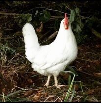 Dahline White Layer Chicks, Hatch Date: May 12, 2026, Sex: Female